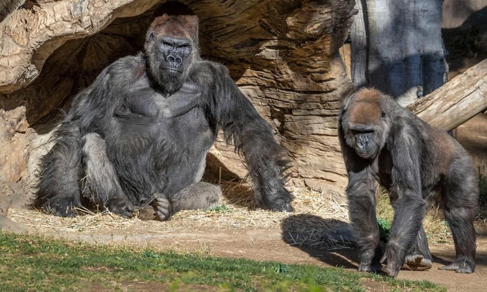 Μολύνθηκαν από κορονοϊό ένας γορίλας και δύο λιοντάρια στην Τσεχία